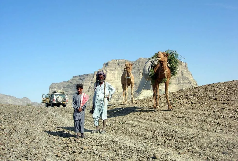 Camels Cherokee