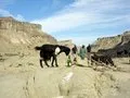 A goat checking out the vintage