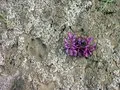 Flowers can blossom in the most improbable places