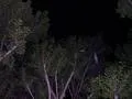 Bat at night