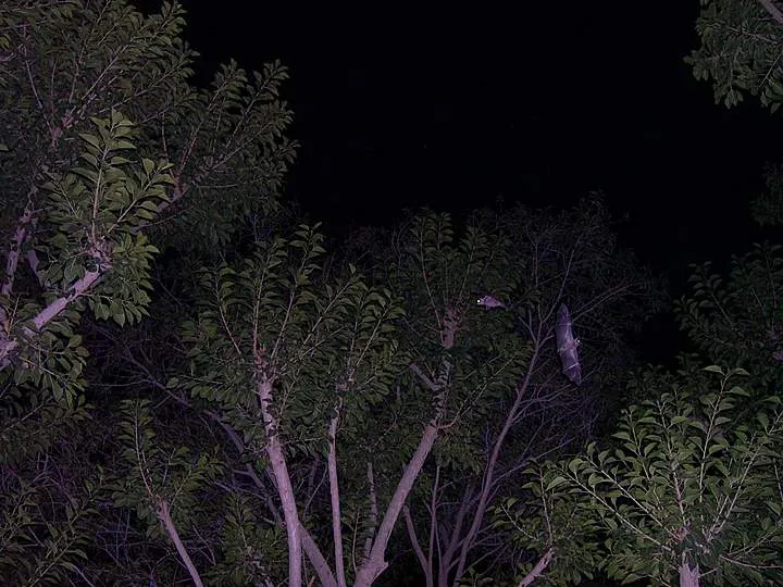 Bat at night