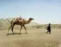 Camel