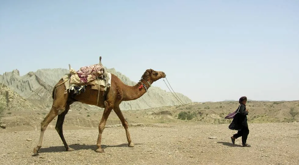 Camel