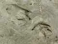 Crocodile tracks