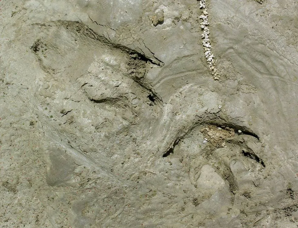 Crocodile tracks
