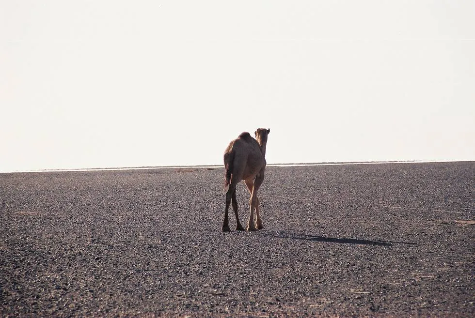 Camel