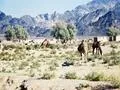 Camels