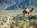 Man | Camel