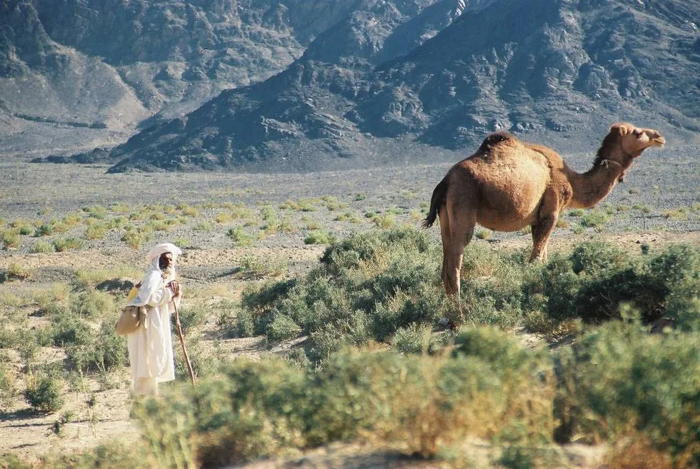 Man | Camel