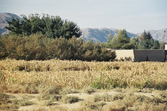 Field