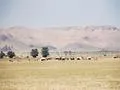 Nomad Camp