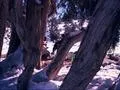 Picnic Spot Redux