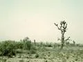 Lone Tree