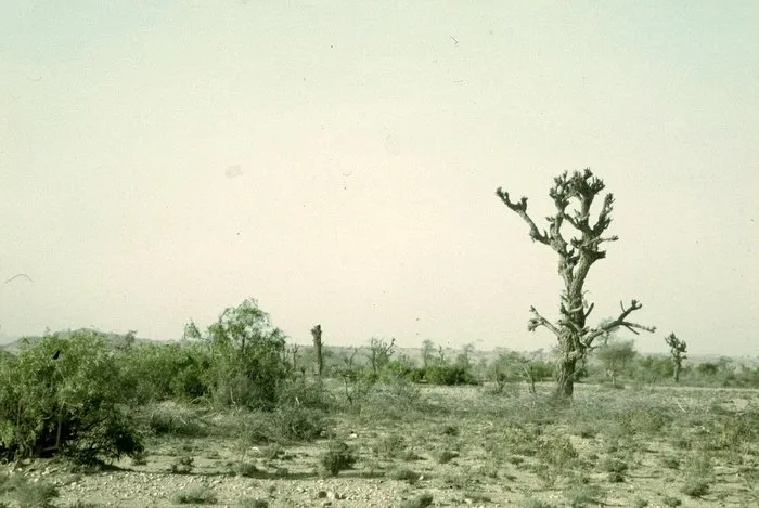 Lone Tree