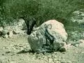 Save the Ibex