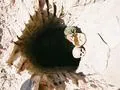Skulls