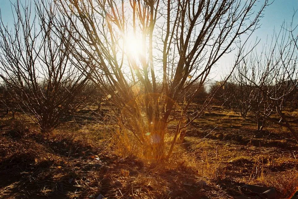 Lens Flare