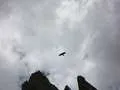 Crow flying amidst the mountains