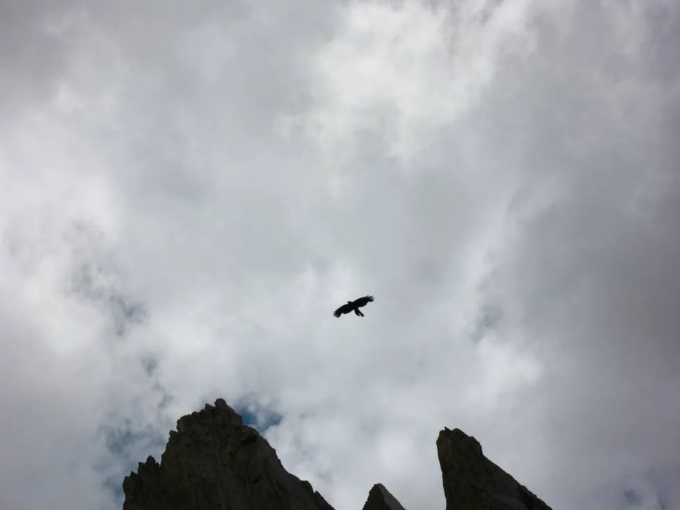 Crow flying amidst the mountains