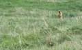 Marmot at Deosai