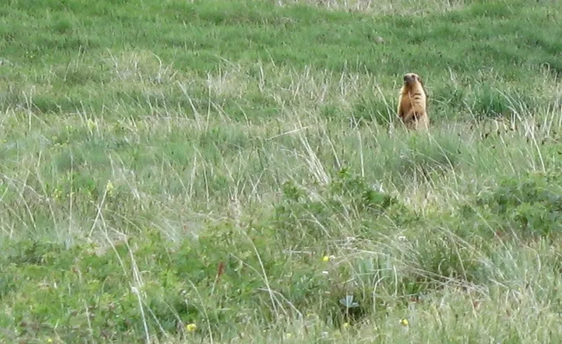 Marmot at Deosai