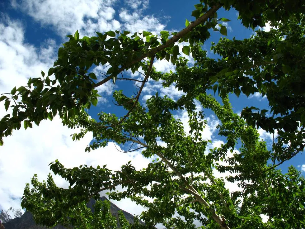 Tree near Paiju