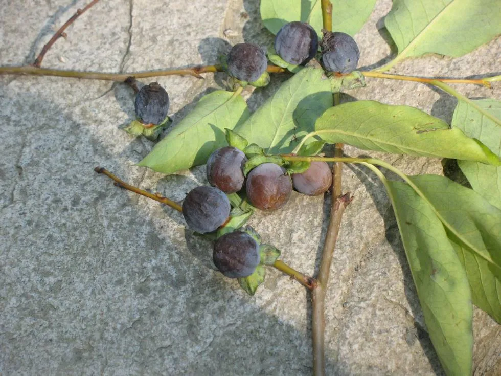 Wild berries
