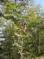Up the tree picking berries