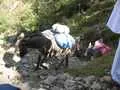 Donkeys on the trail