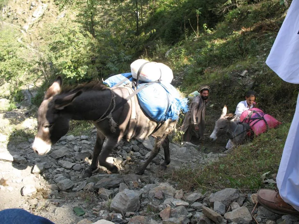 Donkeys on the trail
