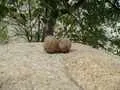 Walnuts