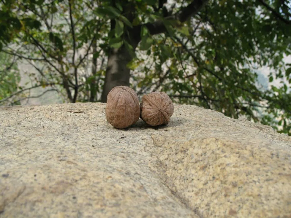 Walnuts