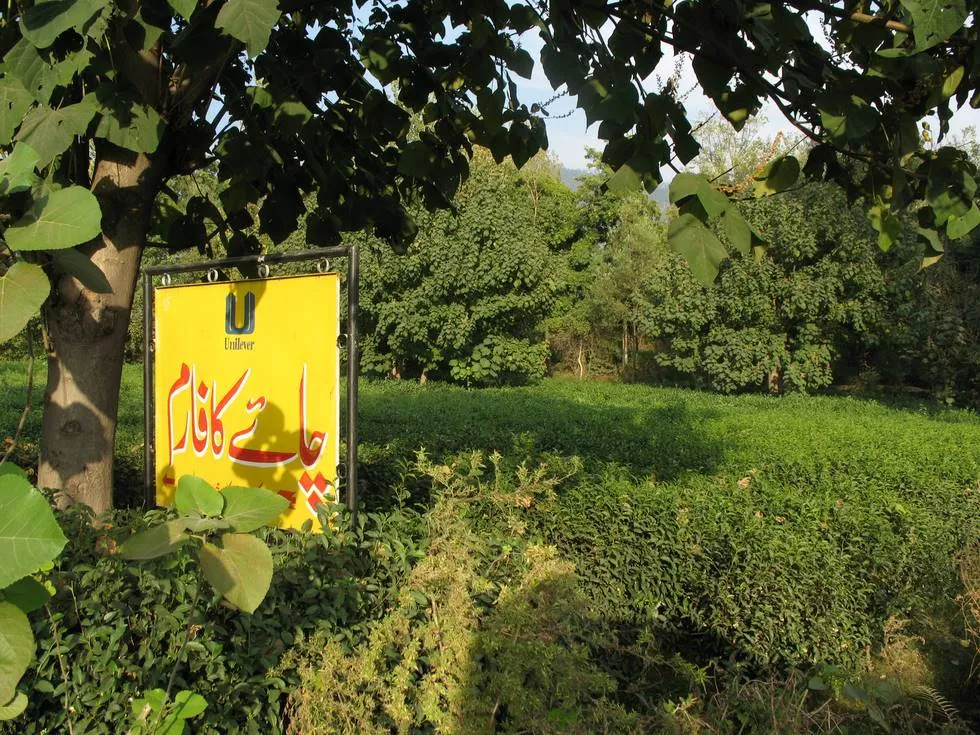 Tea garden in the Shinkiari Valley