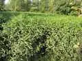 A closer view of the tea plants