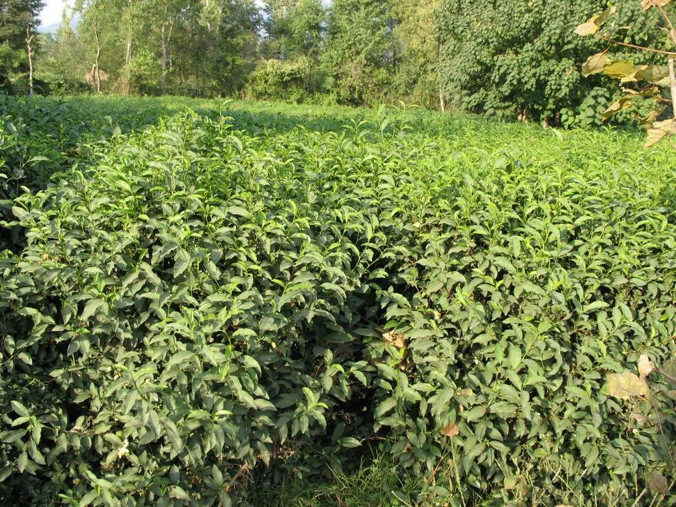 A closer view of the tea plants