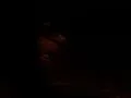 Night Deer