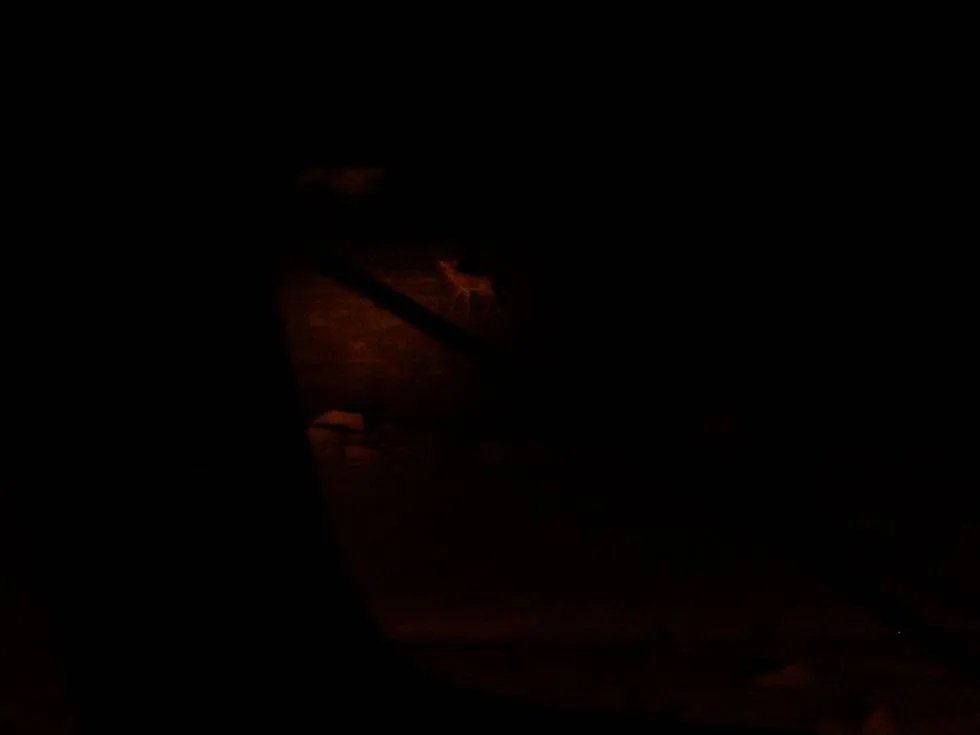Night Deer