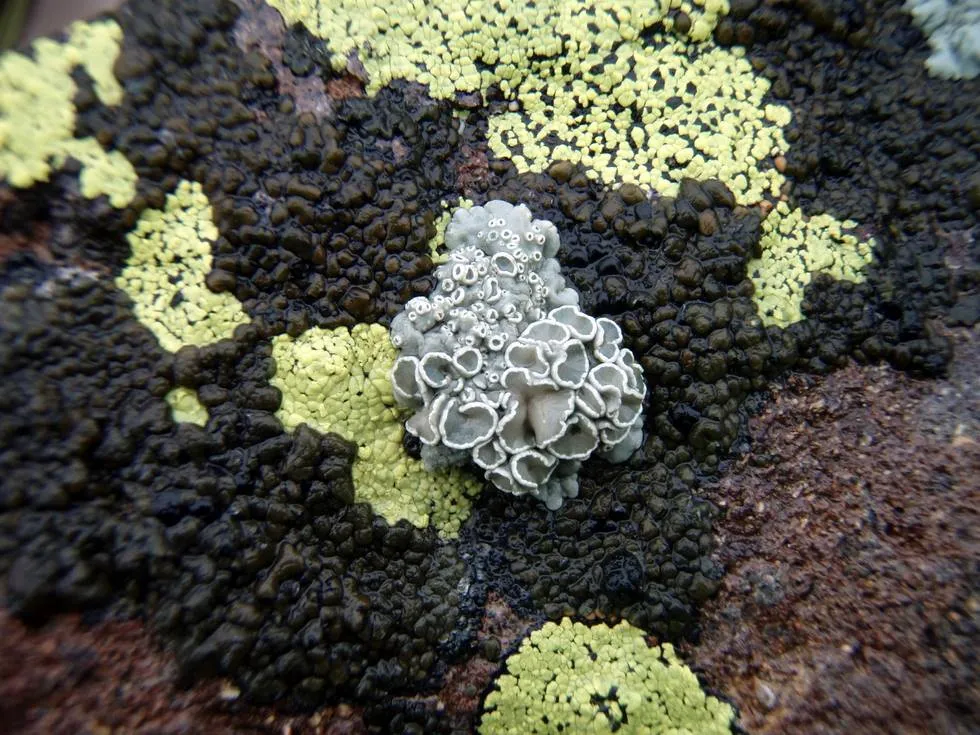 Flora on a rock at Deosai