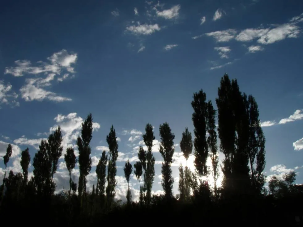 Trees near Skardu