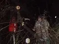 Chopping up a Keekar Tree