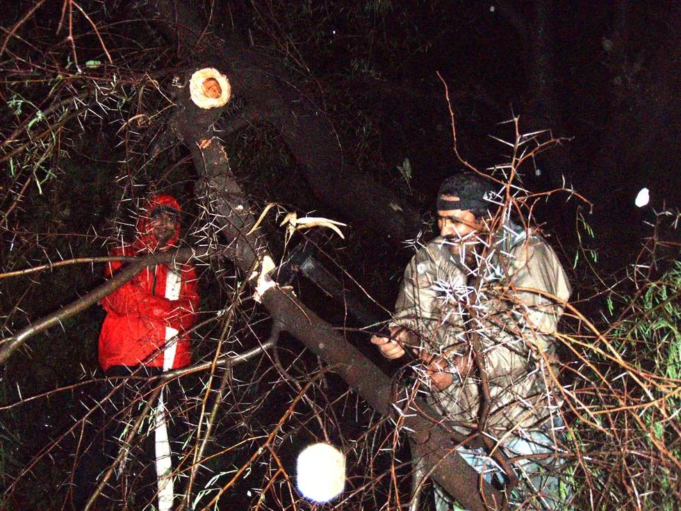 Chopping up a Keekar Tree
