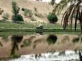 CJ7 driving past an oasis
