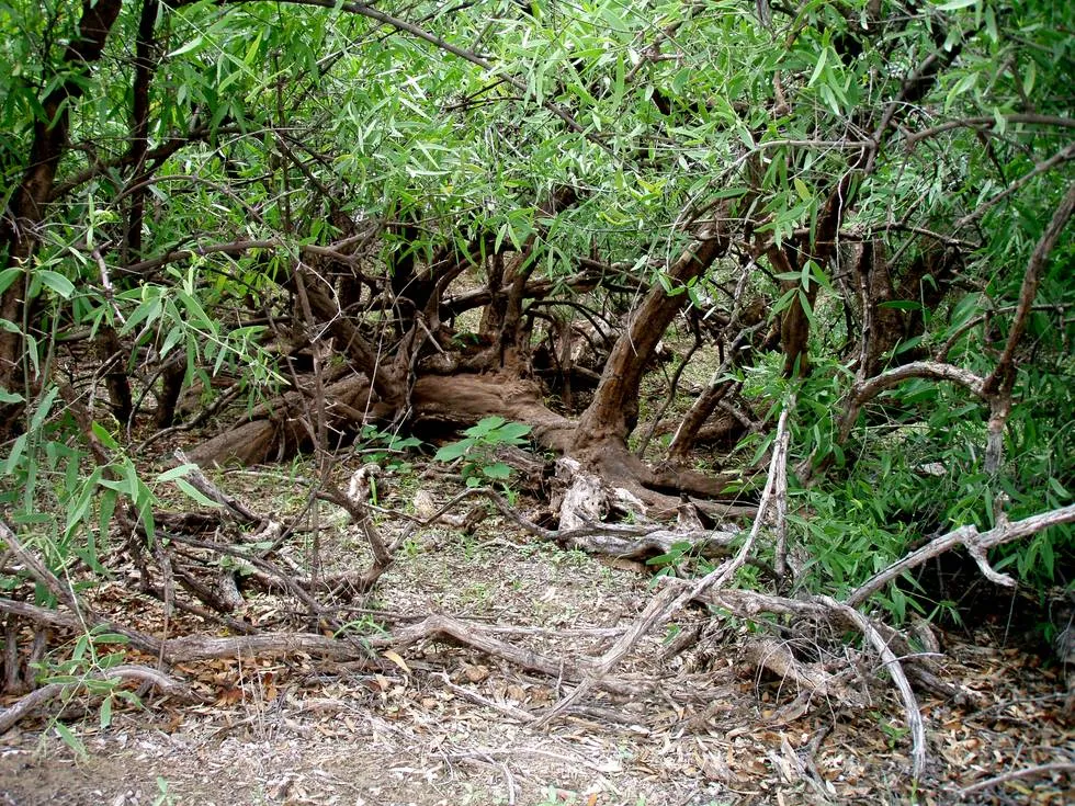 Desert Jungle