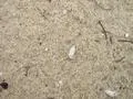 Sea shells on an old sea shore
