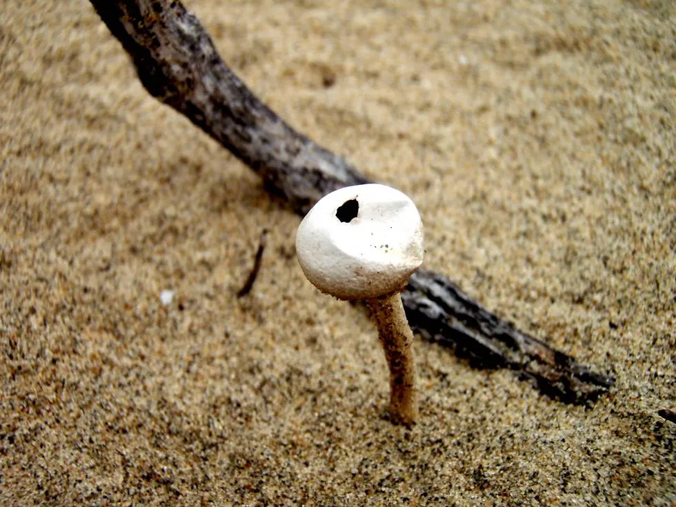 Mushroom