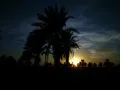 Sunset behind a date palm in Mashkell
