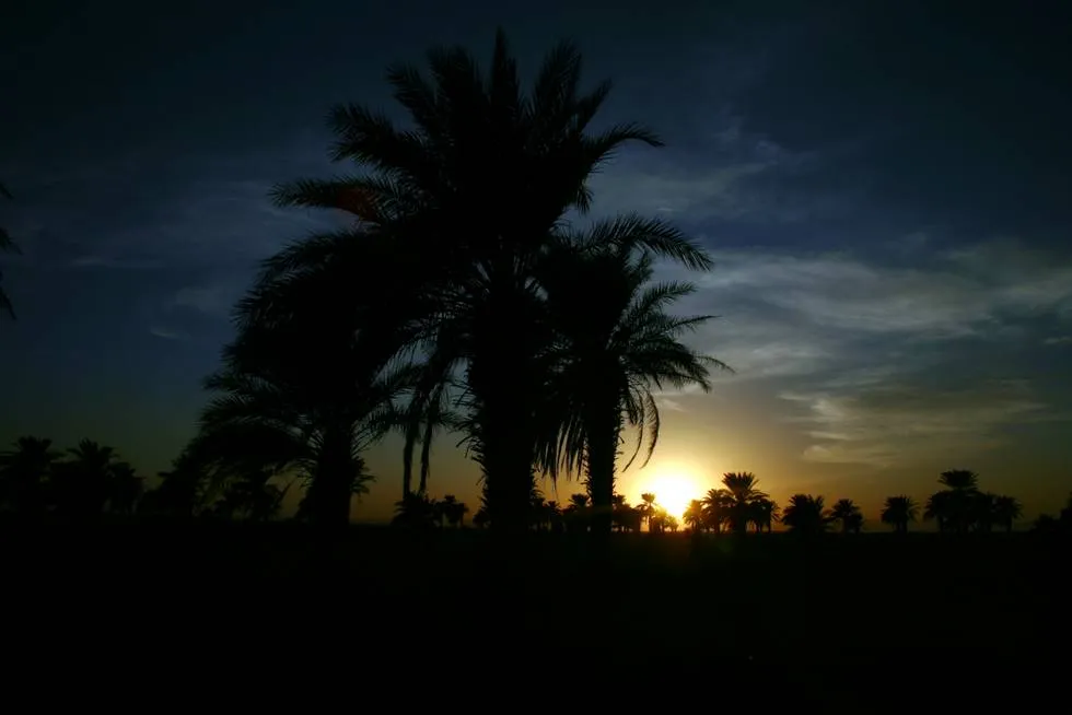 Sunset behind a date palm in Mashkell