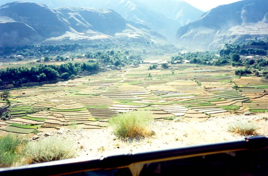 Rice fields