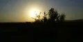 Trees against the sun