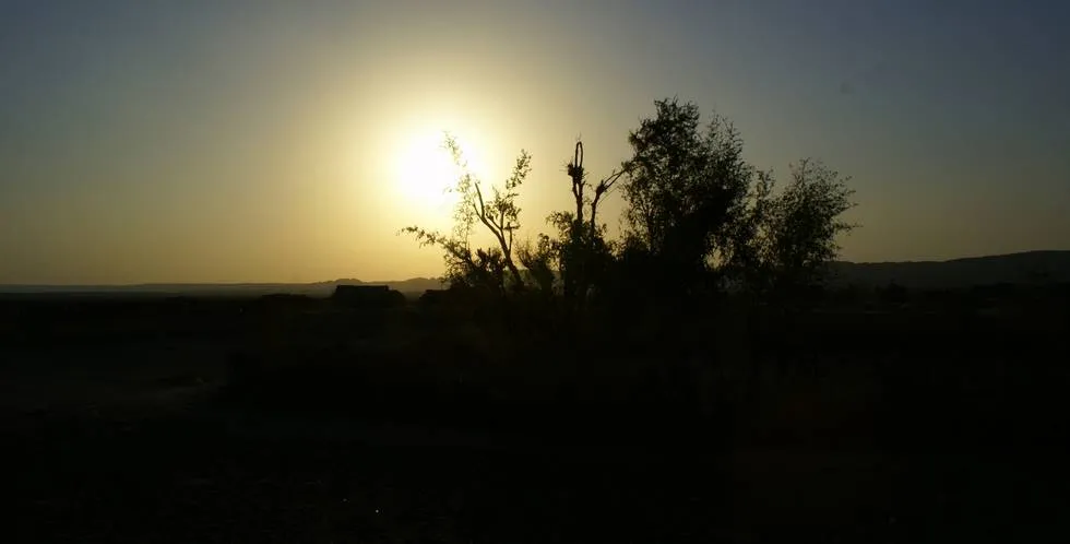 Trees against the sun